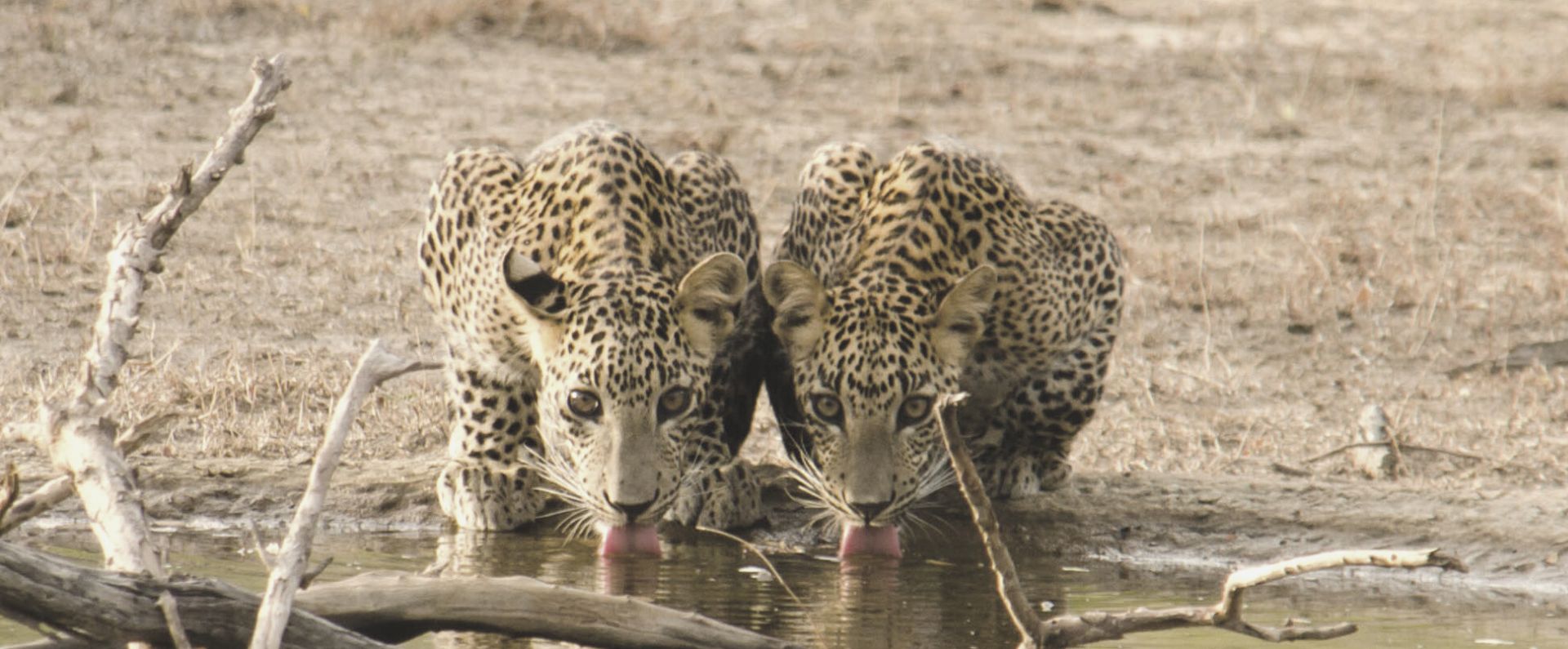 Two leopards drinking water