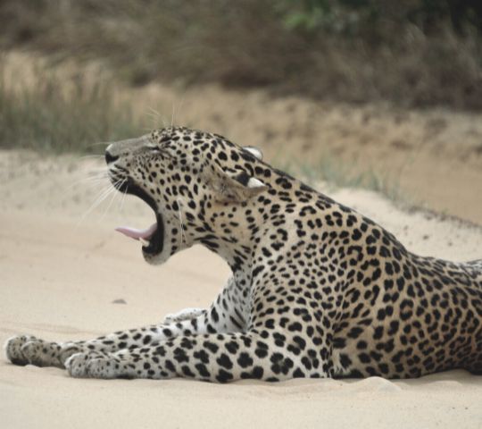 Leopard at Wilpattu National Park Sri Lanka