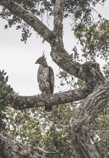 Birds at Yala National Park