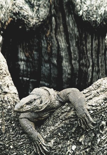 Reptiles in Yala National Park Sri Lanka