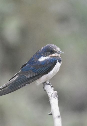 Birding Safaris at Udawalawe National Park
