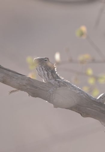 Wildlife at Udawalawe National Park