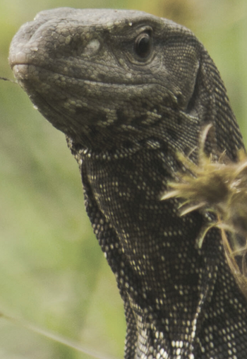 Wildlife Safaris at Wilpattu Sri Lanka
