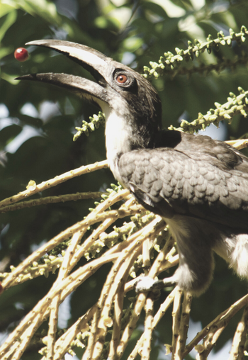 Birding Safaris at Wilpattu National Park Sri Lanka
