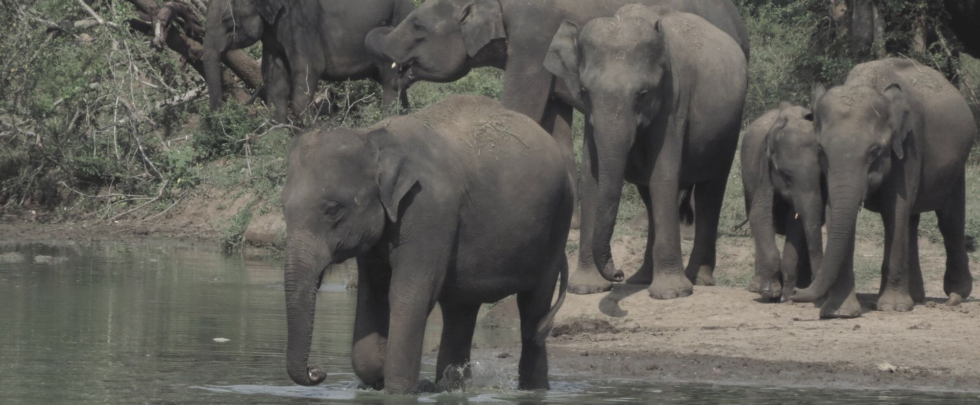 Elephants at Udawalawe National Park Sri Lanka