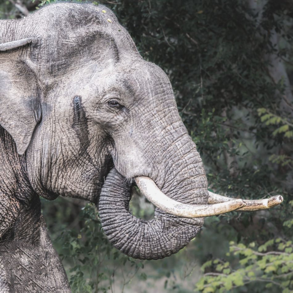 Tusker at Udawalawe National Park Sri Lanka