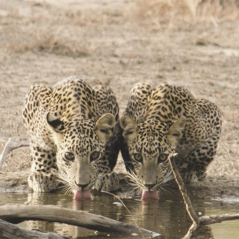 Leopards Drinking Water