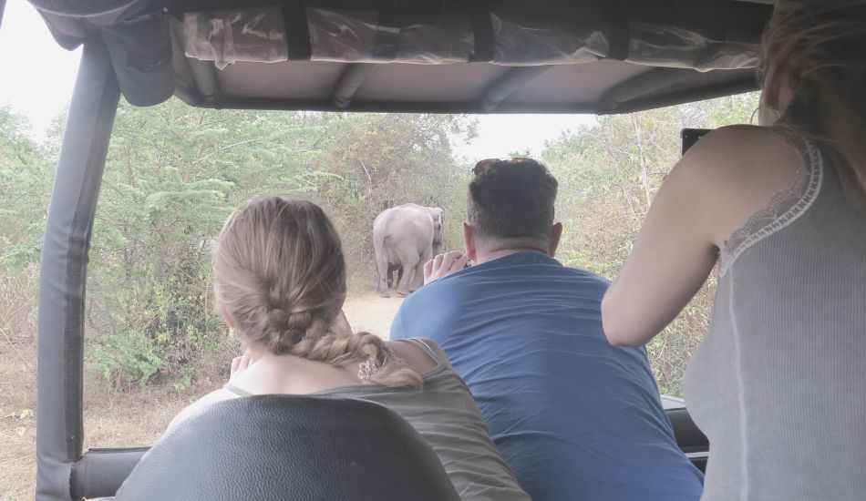 Elephants are on the road at Udawalawe National Park captured during a morning safari