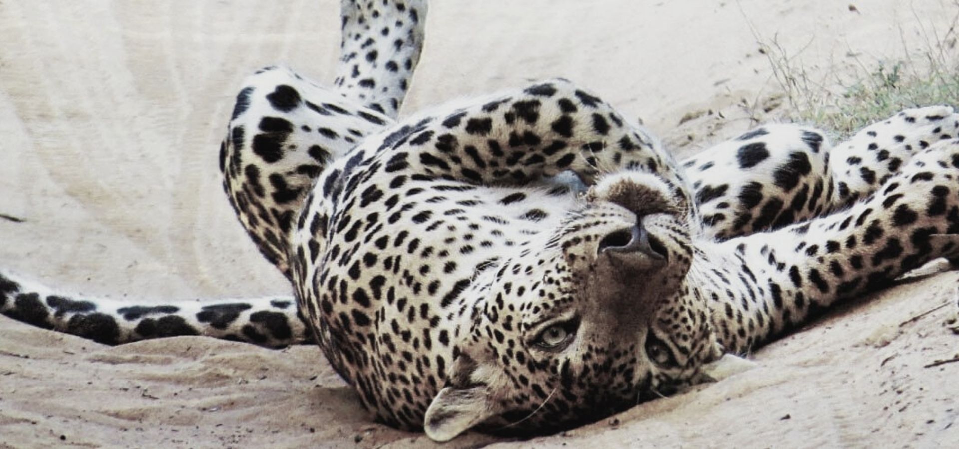 Leopards in Sri Lanka