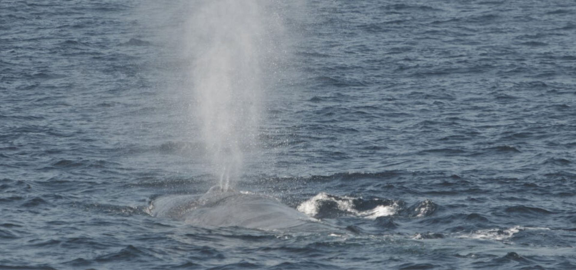Sperm Whale in Sri Lanka
