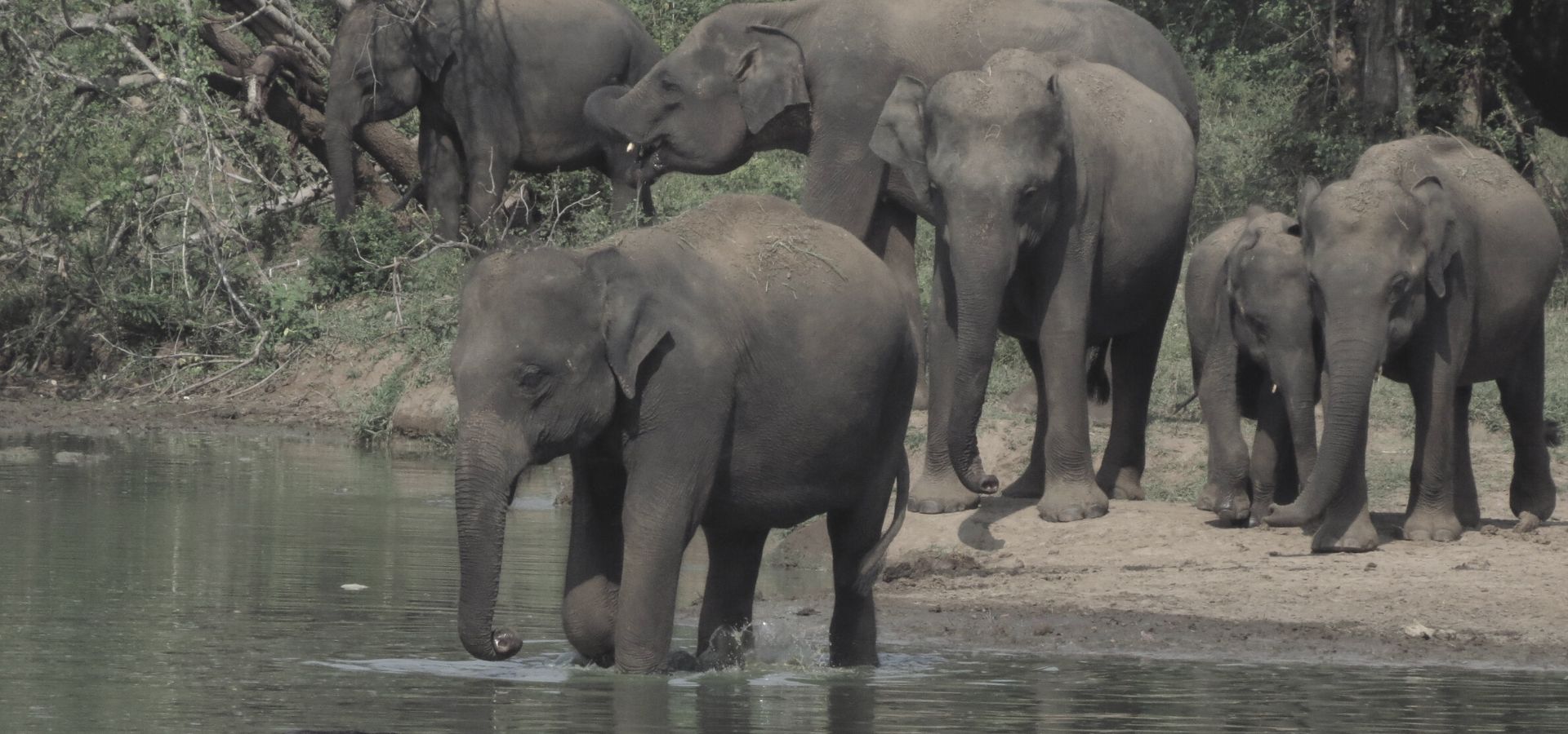 Elephants in Sri Lanka