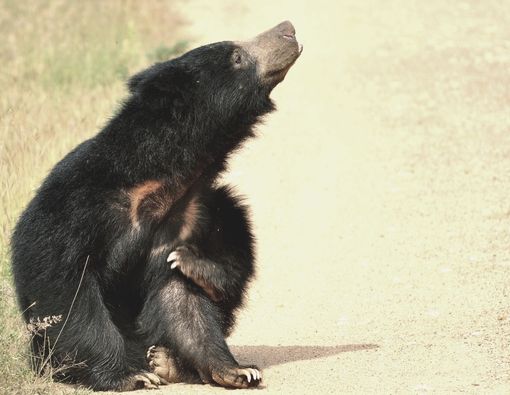 Wildlife safaris during the stay at Big game camps Wilpattu Sri Lanka