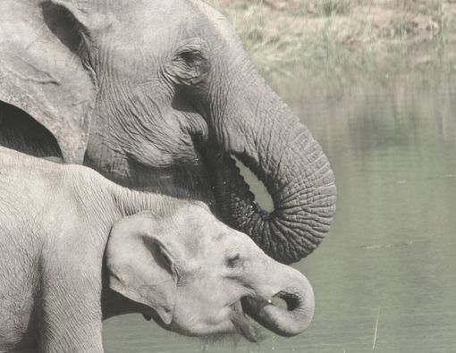 Elephant safaris during the stay at big game camps Udawalawe Sri Lanka
