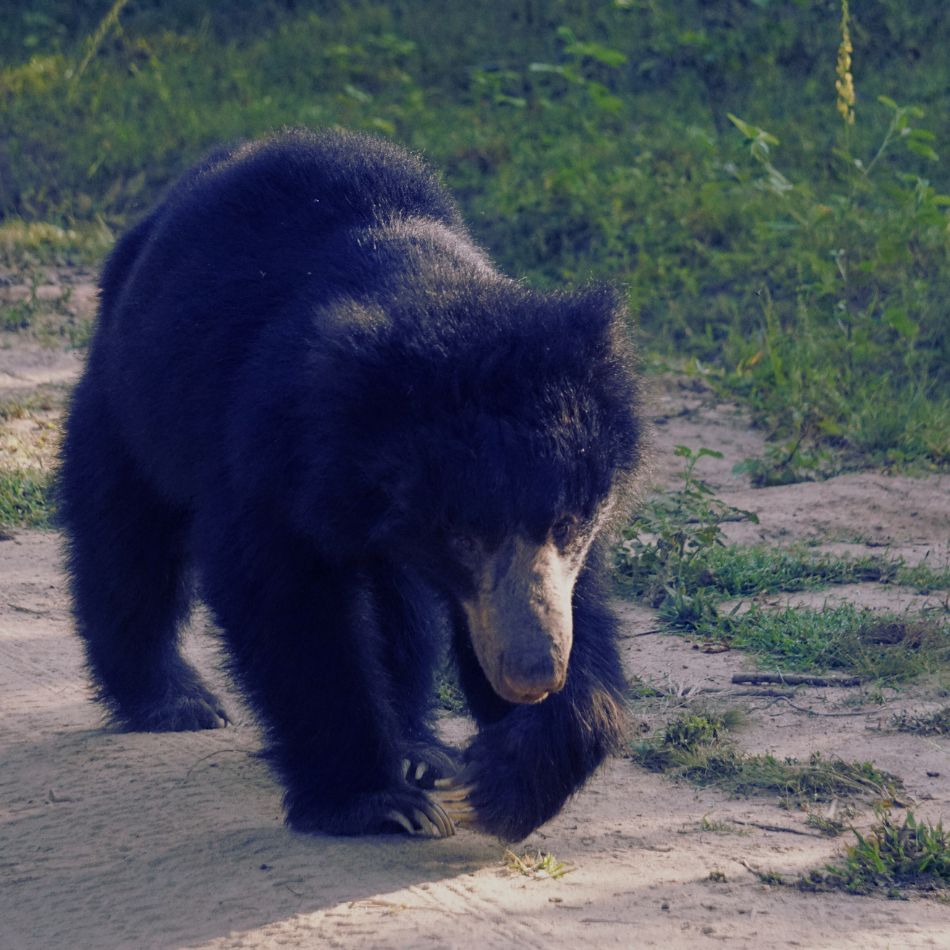 Sloth bear at Wilpattu National Park Sri Lanka