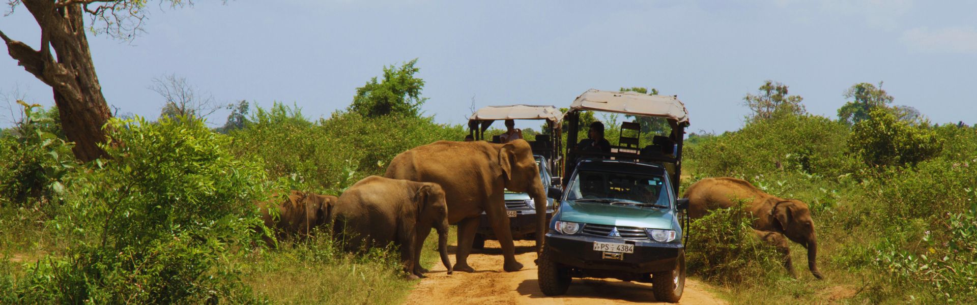 Elephants are crossing the road without disturbing to the safari jeep at Udawalawe Sri Lanka