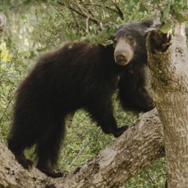 Sloth Bear At Yala National Park Sri Lanka