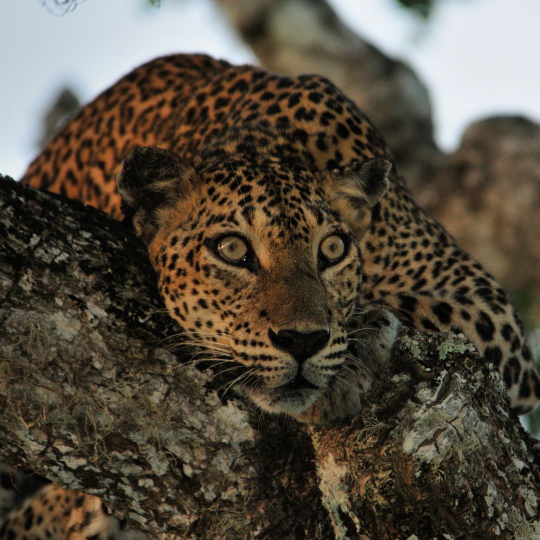Leopard safaris at Yala National Park Sri Lanka