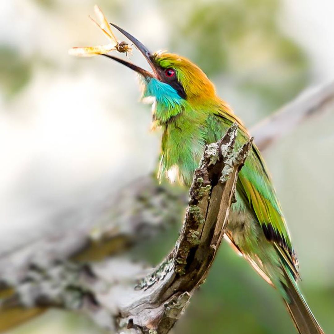 Guided Birding safaris Sri Lanka