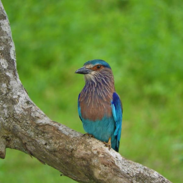best bring safari packages by big game camps Sri Lanka
