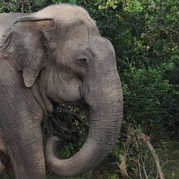 Elephant safaris at Udawale with Big Game Camps Sri Lanka