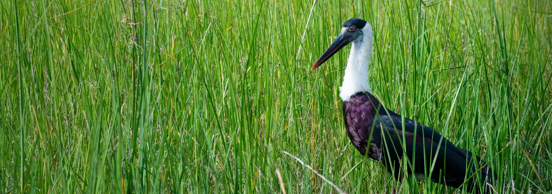 Endemic Bird spotted during big game safari Sri Lanka
