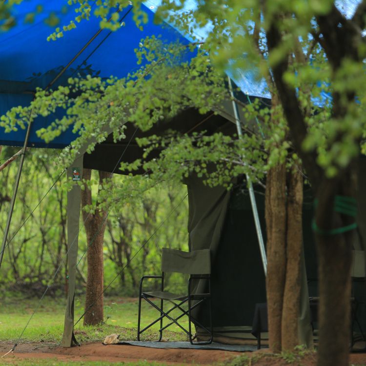 Big game Tent at Wilpattu